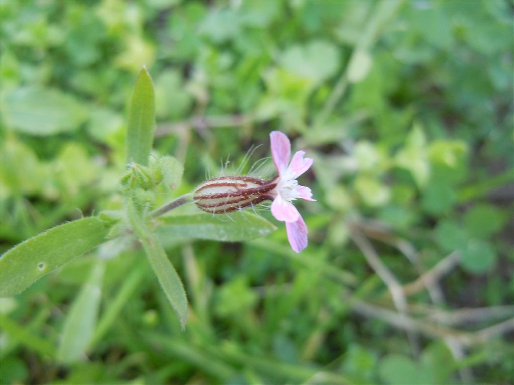 Cariofillacea : Silene gallica